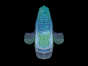 rainbow fish 3D Model