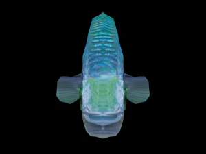 rainbow fish 3D Model