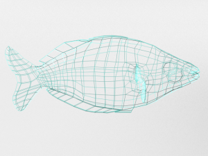 rainbow fish 3D Model