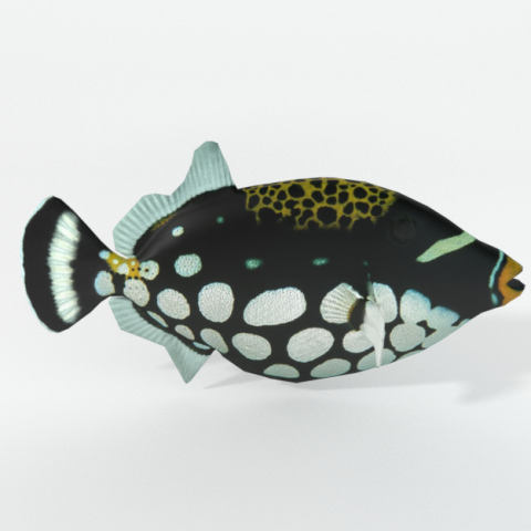 clown crossbow fish 3Dモデル .c4d .max .obj .3ds .fbx .stl .blend 