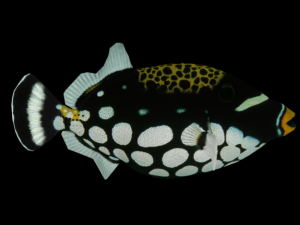 clown crossbow fish 3Dモデル