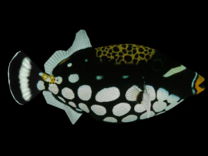 clown crossbow fish 3D Model