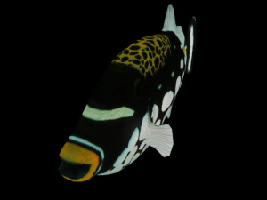 clown crossbow fish 3D Model