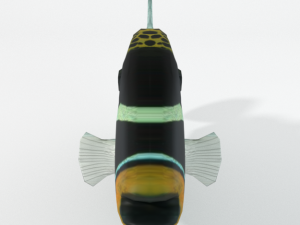 clown crossbow fish 3Dモデル