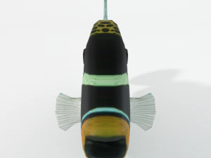 clown crossbow fish 3D Model