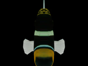 clown crossbow fish 3D Model