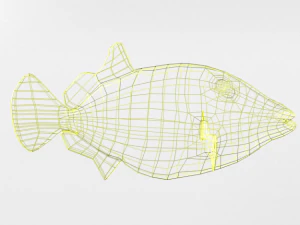 clown crossbow fish 3D Model