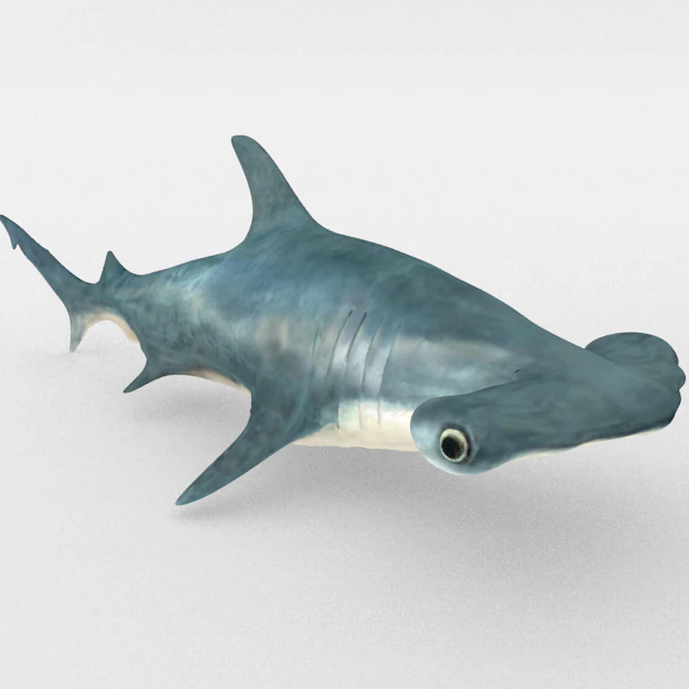 hammerhead shark 3D Model .c4d .max .obj .3ds .fbx .stl .blend 