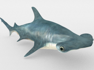 hammerhead shark 3D-Modell