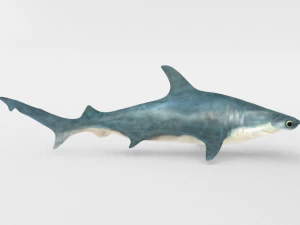 hammerhead shark 3D Model