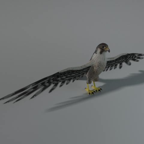 falcon Model 3D .c4d .max .obj .3ds .fbx .stl .blend 