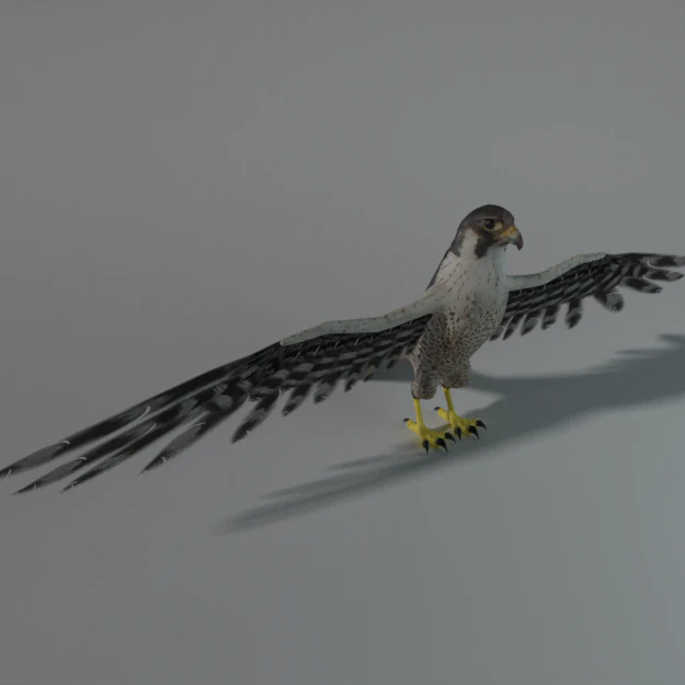 falcon 3D Model .c4d .max .obj .3ds .fbx .stl .blend 