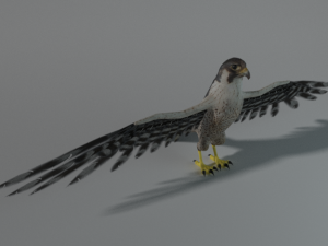 falcon 3D Model