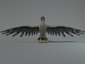 falcon Model 3D