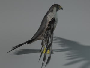 falcon Model 3D