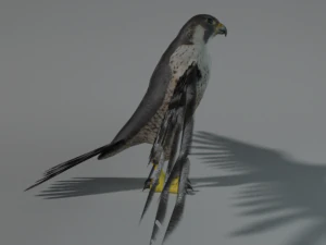 falcon 3D Model