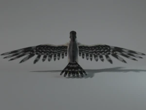 falcon 3D Model