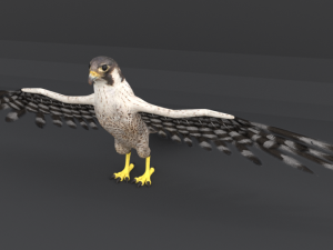 falcon Model 3D