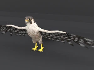 falcon 3D Model