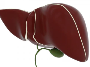 human liver 3D Model