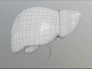 human liver 3D Model