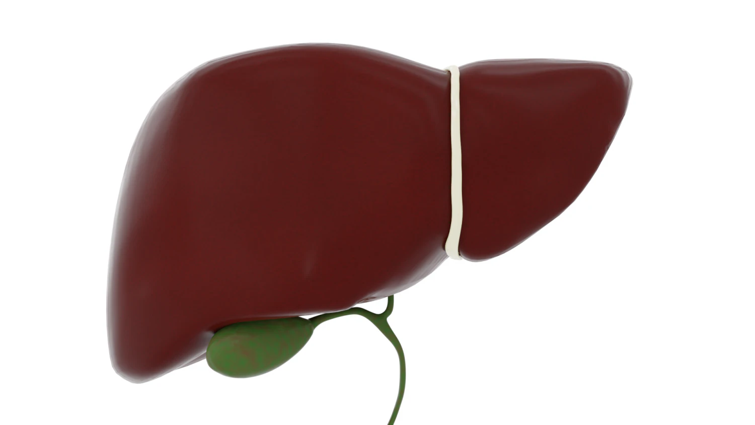 human liver 3D Model .c4d .max .obj .3ds .fbx .stl .blend 