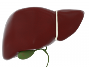 human liver 3D Model