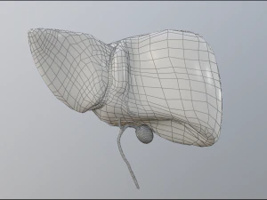 human liver 3D Model