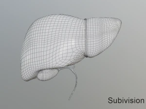 human liver 3D Model