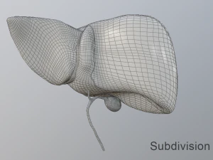 human liver 3D Model