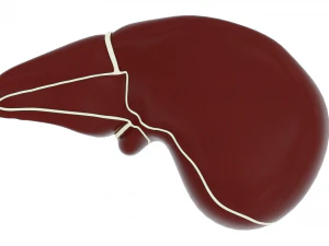 human liver 3D Model
