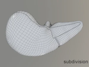 human liver 3D Model