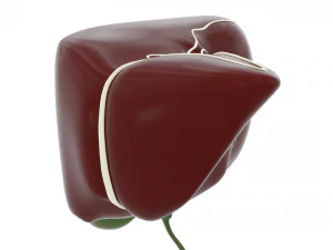 human liver 3D Model