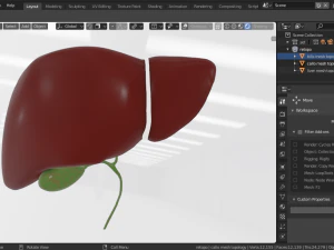 human liver 3D Model