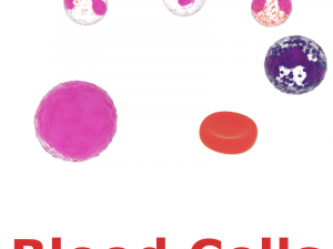 blood cells 3D Model