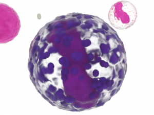 blood cells 3Dモデル