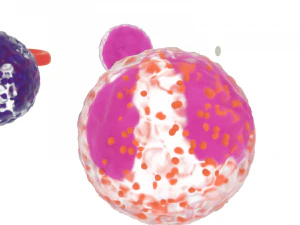 kom&oacute;rki krwi Model 3D