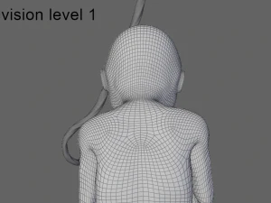 human fetus 3D Model