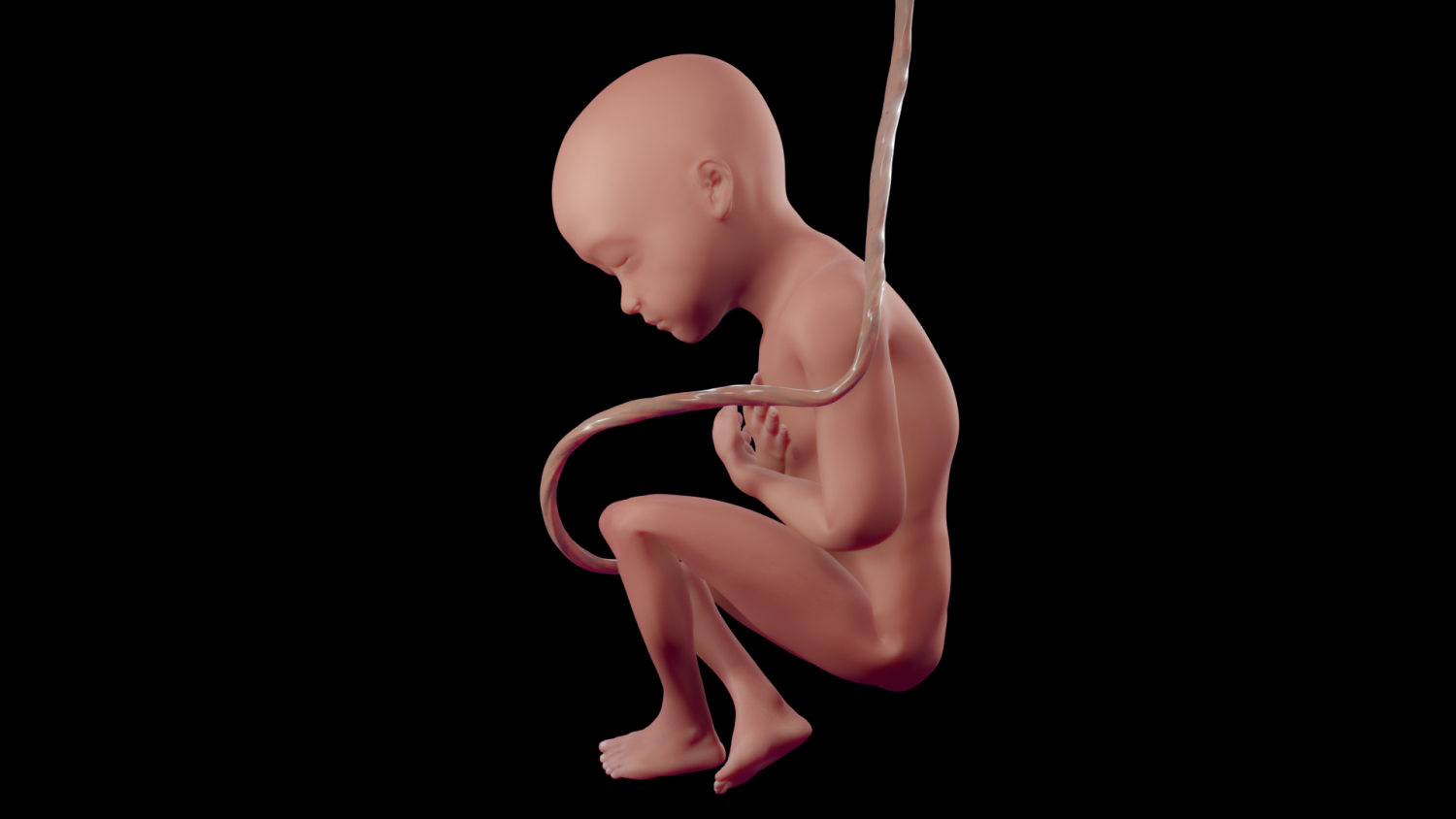 Human fetus 3D Model in Child 3DExport