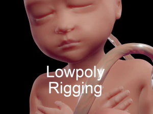 feto humano Modelo 3D