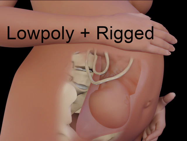 grávida e feto Modelo 3D .c4d .max .obj .3ds .fbx .stl .blend