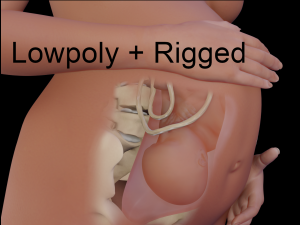 pregnant and fetus 3D मॉडल