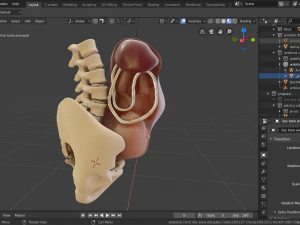 gr&aacute;vida e feto Modelo 3D