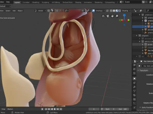 gr&aacute;vida e feto Modelo 3D