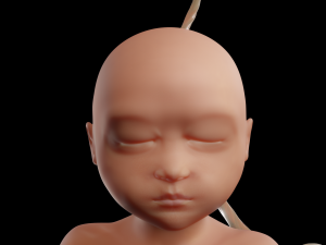 pregnant and fetus 3D-Modell