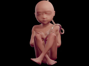 gr&aacute;vida e feto Modelo 3D