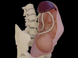 gr&aacute;vida e feto Modelo 3D