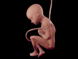 gr&aacute;vida e feto Modelo 3D