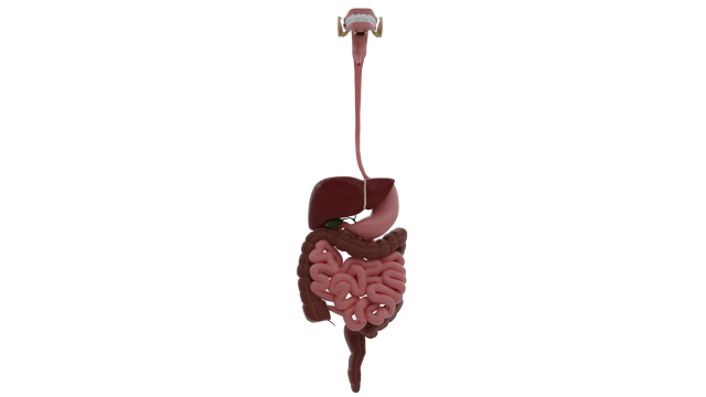 digestive system 3D-Modell .c4d .max .obj .3ds .fbx .stl .blend 
