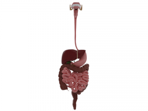 digestive system 3D Модель